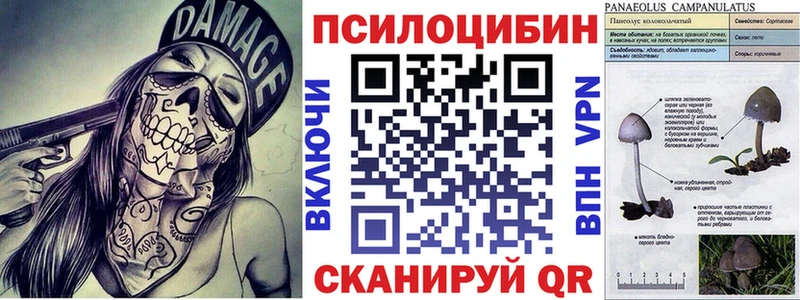 дарнет шоп  Циолковский  Псилоцибиновые грибы ЛСД 